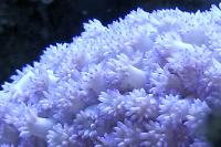 Flower Pot Coral - White Thumbnail