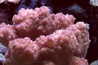 Pocillopora verrucosa Thumbnail