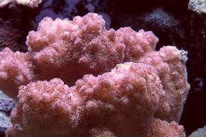 Pocillopora verrucosa Thumbnail