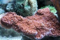 Montipora Coral Dimpled Encrusting Thumbnail