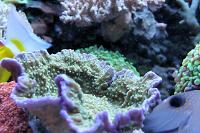 Montipora plato verde crecimiento lila Thumbnail