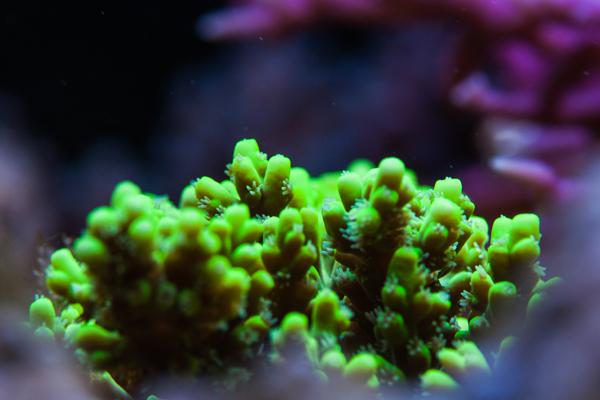 Acropora Rosaria / Acropora rosaria 7