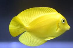 Orangeshoulder Tang Thumbnail