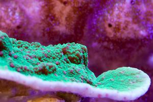 Leaf Plate Montipora