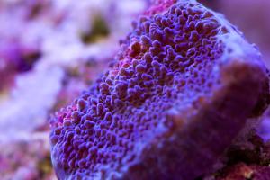 Chalice Coral