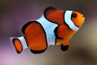 Ocellaris Clownfish Thumbnail