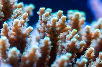 Acropora borealis Thumbnail