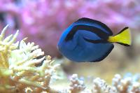 Blue Tang and#34253;and#35948; Thumbnail