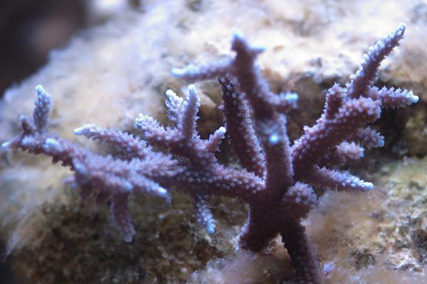 Acropora muricata / Acropora muricata 3