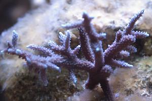 Acropora muricata Thumbnail