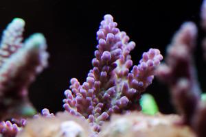 Acropora Selago Thumbnail