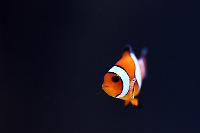 Ocellaris Clownfish