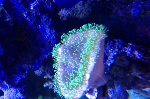 Toadstool Mushroom Leather Coral Thumbnail