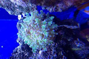 Frogspawn Coral - Branched Thumbnail