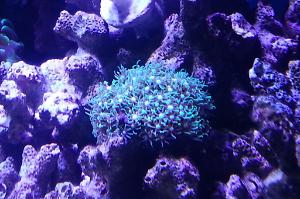 Starburst Polyp Thumbnail