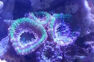 Purple Green Acan Brain Coral