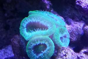 Green Acan Brain Coral