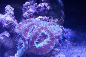 Red White Acan Brain Coral