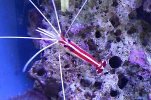 Cleaner Shrimp