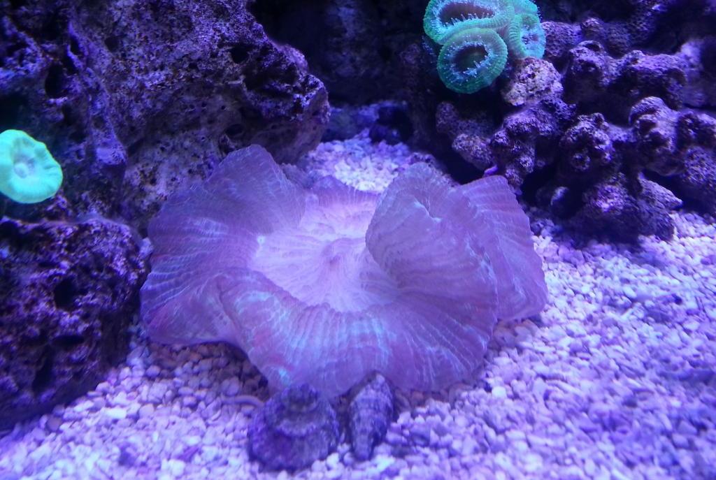 Folded Brain Coral