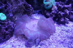 Folded Brain Coral