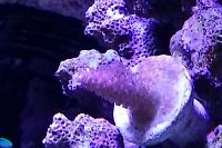 Acropora Coral