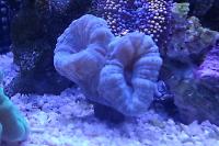 Teal Trumpet Coral