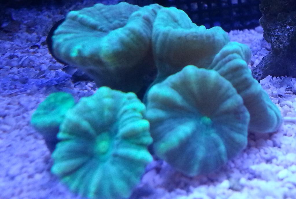 Green Trumpet Coral