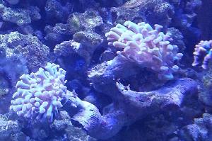 Hammer / Anchor Coral, Branching