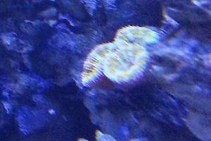 Red Acan Brain Coral