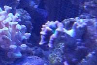 Candy Cane Coral