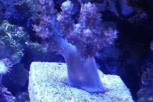 Neon Pineapple Tree Coral