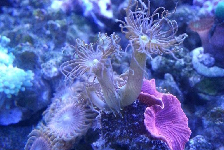 Assorted Zoas