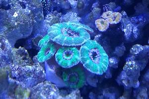 Purple Green Acan Brain Coral