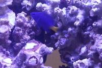 Yellowtail Damselfish