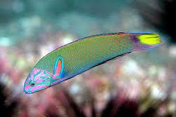 Lyretail Wrasse / Thalassoma lunare 48