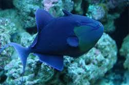 Niger Triggerfish / Odonus niger 170