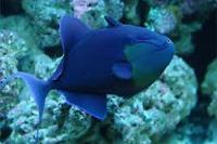 Niger Triggerfish Thumbnail