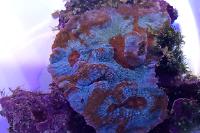 Chalice Coral Thumbnail