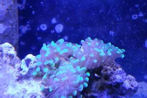 Hammer Coral Branching Thumbnail