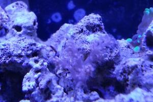 Kenya Tree Coral Thumbnail