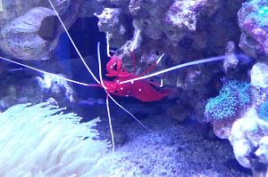 Blood Red Fire Shrimp