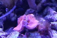 Red Blastomussa Coral Thumbnail