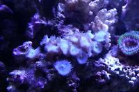 Zoa Polyps Thumbnail