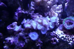 Zoa Polyps