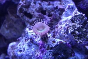 Assorted Zoas