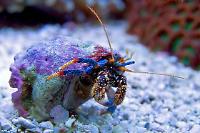 Dwarf Red Tip Hermit Crab Thumbnail