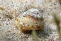 Neritea Snail Thumbnail