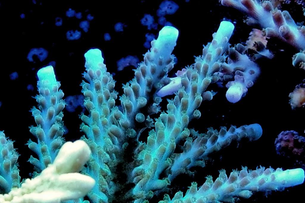 Acropora Loisetteae / Acropora loisetteae 7