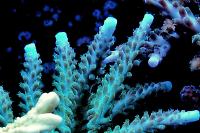 Acropora Loisetteae Thumbnail